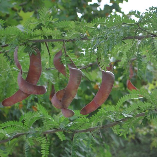 Gleditsia triacanthos